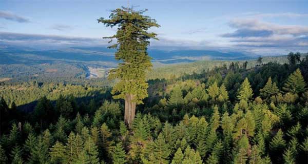 Top 10 Tallest Trees In The World – Longest Trees